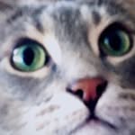 GloHalmeowni, BomBi, Mel Torme - @hitmewithyourbestpaw - Instagram