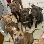 Mel,Zulu,Tyson,Barbara,Jorge - @carmella_and_zulu - Instagram