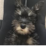 Tyson de Mini-Schnauzer Mel - @tyson_de_mini_schnauzer_mel - Instagram