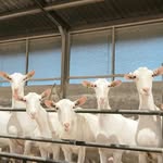 VOF van den Berg Melkgeiten🐐 - @vandenbergmelkgeiten - Instagram