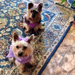Mel Walters - @coco_lily_sydney_silkies - Instagram
