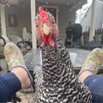 Mel Webb - @melthebobcat - Instagram