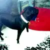 melwebster4 - @assholeofadog - TikTok