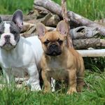 Melissa Workman - @mateobulldogs_nz - Instagram