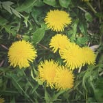Melanie Abrams - @melanieabrams6 - Instagram