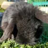 melanieapplegate0 - @melanieapplegate0 - TikTok