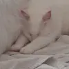 Melanie Beaulieu - @moi_aime_mia - TikTok