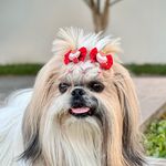 Melanie Blank - @melblank_shihtzu - Instagram