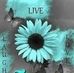 Melanie Bledsoe - Facebook