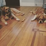 Melanie Branch - @clydeandtoby - Instagram