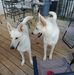 Melanie Brimer - Facebook