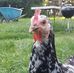 Melanie Carlson - Facebook