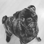 Melanie Carlson - @_pugs_and_plants - Instagram