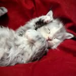 Melanie & Christopher - @mystique_maine_coons - Instagram
