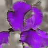 melaniecofer - @melaniecofer - TikTok