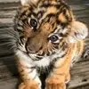 Melanie Crowell - @tigerkit_safari - TikTok