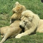 Melanie Devine - @devinemelanie - Instagram