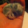 Melanie Engels - @melanie.engels - TikTok
