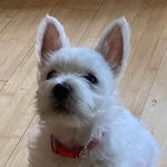 Melanie Ernest - @bentelethewestie - Instagram