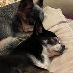 Melanie Goodman - @dogluver77 - Instagram