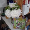 melaniehanley2 - @melaniehanley2 - TikTok