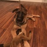 Melanie Keyes - @adventures_of_kodiak - Instagram