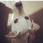 Sara Bella Van Horn - @melanie_the_lemon - Instagram