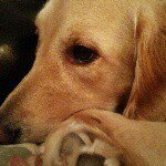 Mél Lessard - @melanie.lessard.127 - Instagram
