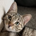 Melanie Stoiber-Lipp - @the_cat_milamaus - Instagram