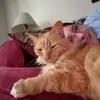 melaniemcbride63 - @melaniemcbride63 - TikTok