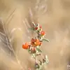 melaniepack435 - @melaniepack435 - TikTok