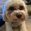 Melanie Pickard905 - @bestiesforeveral - TikTok