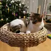 MelaNie Schaffer - @flauschitiger - TikTok