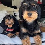 Melanie Stenz - @daggelschickeria - Instagram