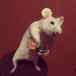 Melanie Sheehan - @mellybuttons - Instagram