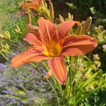 Melanie Spitzer - @melanies_garten - Instagram