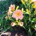 Melanie Thrasher - Facebook