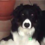 Melanie Westphal - @bordercollie08 - Instagram