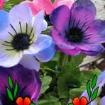 Melba Cook - Facebook