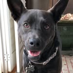 Holly Melba Cox - @holly.cox.the.dog - Instagram