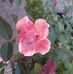 Melba Cox - Facebook