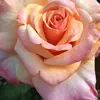 melbapdaleb - @melbapdaleb - TikTok