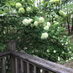 Melba Stevens - Facebook