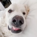 Melinda Corcoran - @eloise_the_pyrenees - Instagram