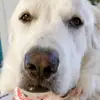 Melinda Corcoran - @mchahaha - TikTok