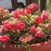 Melinda Luttrell - Facebook