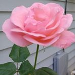 Malinda Castleberry Pell - Facebook