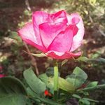 Melinda Starkey Armstrong - @quilter98 - Instagram