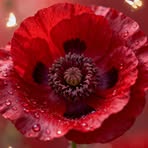 Melissa Turner - Facebook