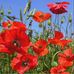 Melissa Abdullah - Facebook